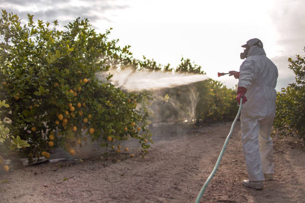 Best Flea Control Services  in Mounds, OK