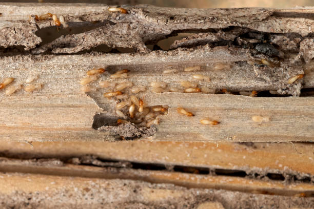 Best Rat Extermination Near Me  in Mounds, OK